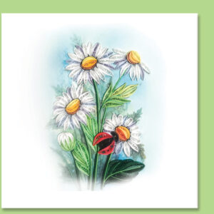 fl-41-daisy flower