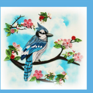 Scrub Jay